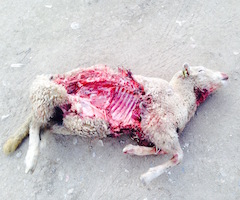 Segunda noche de ataques múltiples de lobo en menos de una semana: 3 ovejas muertas y 13 heridas